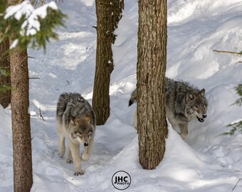 Gray Wolves Wall Art Print, Wolf Photography, Wolf Wall Art, Wolf photo, Gift for Him, Wildlife Photography, Gift for Kids, Wolf Decor