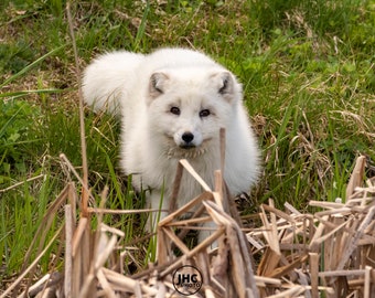 Artic Fox Wall Art Print, Fox Wall Decor, Nature Lover, Fox Photo Print, Fox Love, Wildlife Photography, Fox Gift, Fox Art