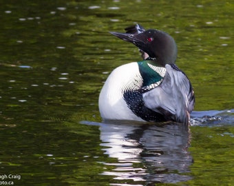 May include: A black and white loon with a green neck and red eyes is swimming in a pond with green water.