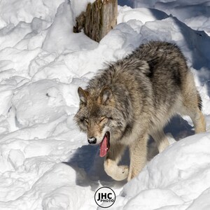 Grey Wolf Wall Art, Wolf Canvas, Animal Photography, Wolf Photo, Wolf Art, Wildlife Photography , Wolf Photography, Wall Art, Wolf Gift