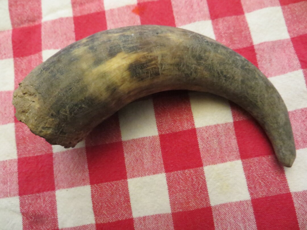 Vintage Animal Horn Older Horn Make Great Power Horn Etsy