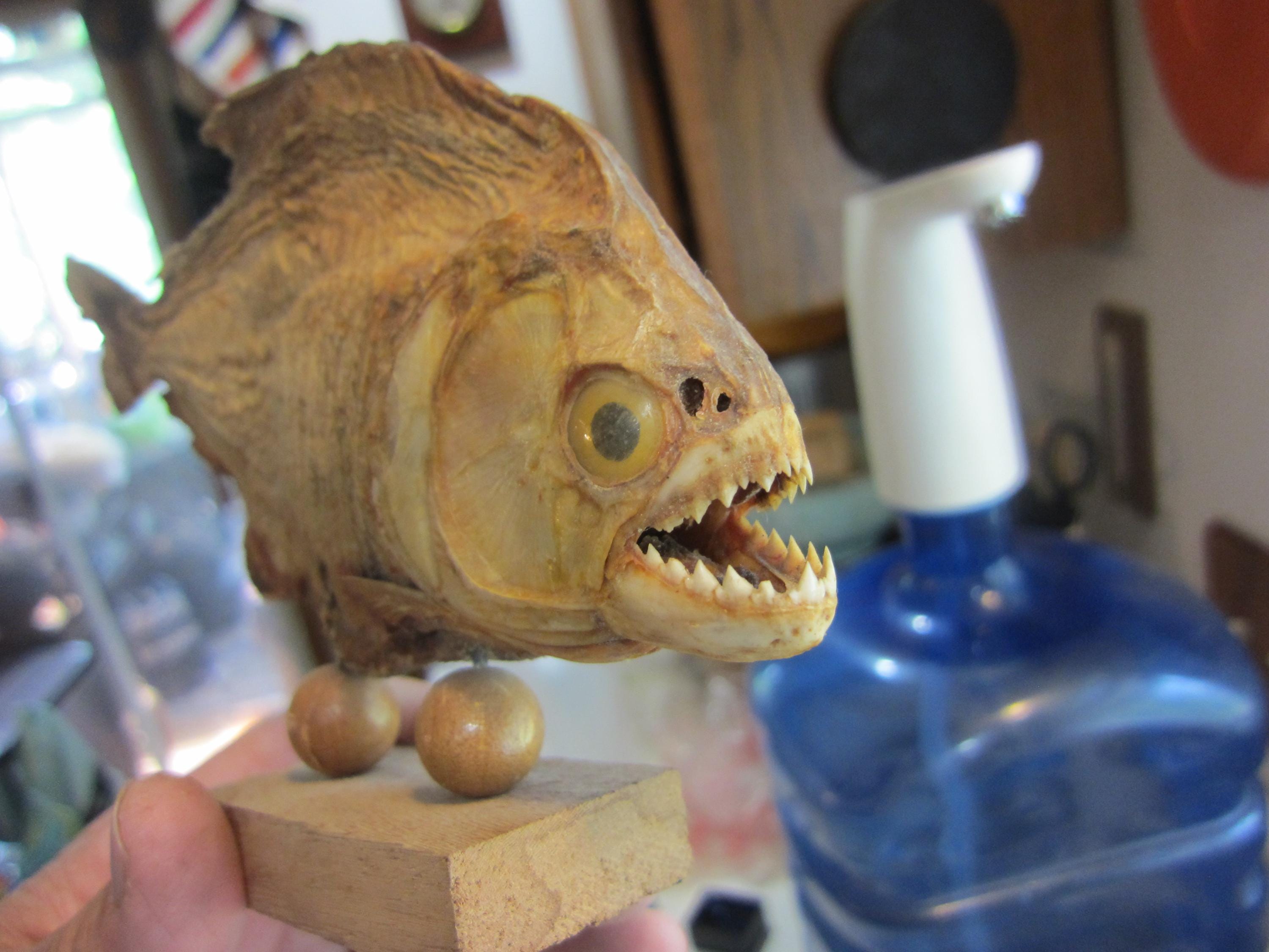 Vintage Taxidermy Piranha Mounted on A Wooden Base, Please Read