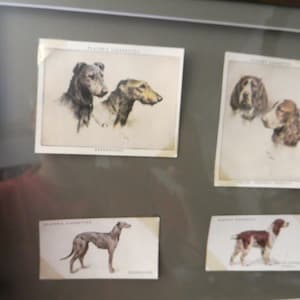 Tobacco Cigarette Trading Cards, Dogs John Player & sons, 4 framed cigarette trading cards