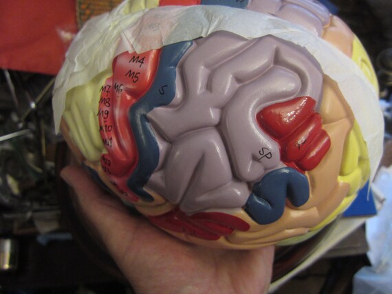 Multi Piece Human Brain Model with Stand - Gem