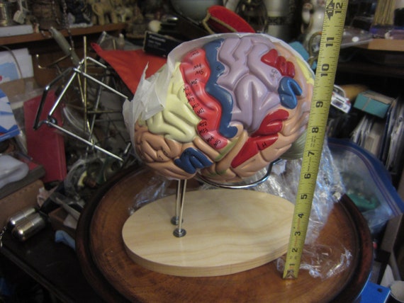Multi Piece Human Brain Model with Stand - Gem