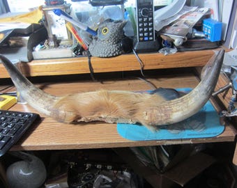 Vintage Bull Steer Cow Horns - Cattle Ranch Folk Art Western Decor, Please Read Description