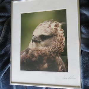 Crested Eagle Photo Print, Bird of Prey