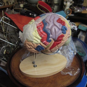 Multi Piece Human Brain Model with Stand