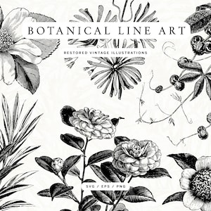Vintage Botanical Line Art Illustration Pack - SVG Vector and PNG Formats