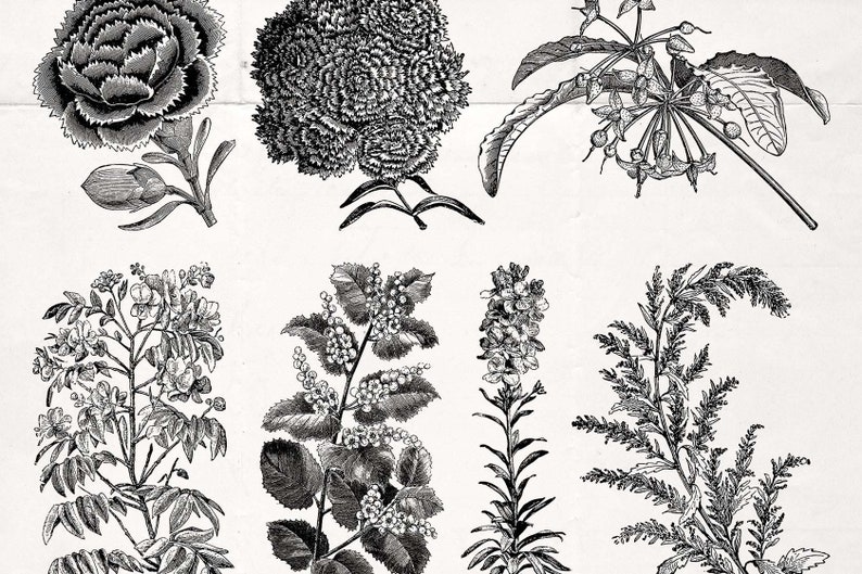 70 Fruit /& Flower Illustrations No.3 Vector and Isolated PNG Images Included! - Perfect for Scrapbooking Crafts...