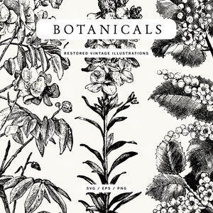 Vintage Botanical Plant and Flower Line Art Illustration Pack - SVG, EPS, and PNG Formats