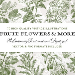 70 illustrations de fruits et de fleurs n°3 (images vectorielles et PNG isolées incluses !) - Parfait pour le scrapbooking, l'artisanat...