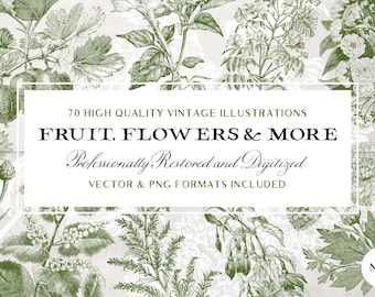 70 Fruit & Flower Illustrations No.3 (Vector and Isolated PNG Images Included!) - Perfect for Scrapbooking, Crafts...