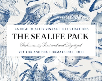 46 Vintage Sealife Illustrations (Vector and Isolated PNG Images Included!) - Nautical Clipart Pack