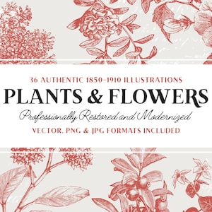 36 Lineart-illustraties planten en bloemen (inclusief vector, JPG en PNG!) - Vintage Botanical Art Pack - Perfect voor scrapbooking, knutselen...