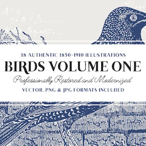 38 Vintage Engravings of Birds (Vector, JPG and PNG Included!) - Vintage Clipart Pack - Perfect for Scrapbooking, Crafts...