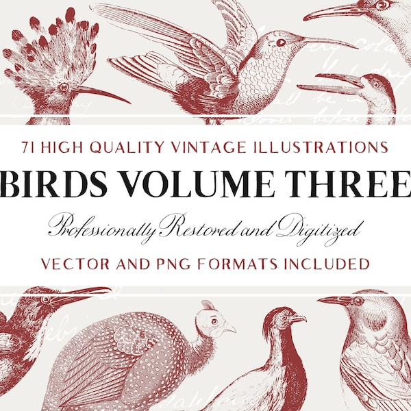 71 illustrations d'oiseaux gravés (Vecteur, JPG et PNG inclus !) - Lineart fabriqué à la main - Parfait pour le scrapbooking, l'artisanat...