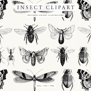 Conjunto de ilustraciones de insectos vintage en formato SVG, EPS y PNG