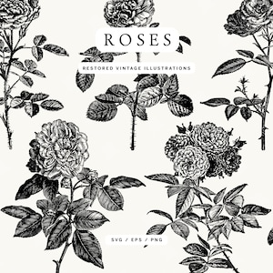 Illustrazioni di linee artistiche SVG di rose vintage - Include anche formati EPS e PNG