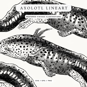 Downloadable Axolotl Clipart Image in SVG, EPS, and PNG Formats