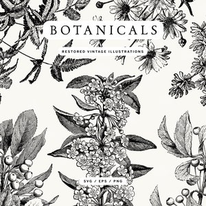 Paquete de imágenes prediseñadas de flores y plantas grabadas de estilo vintage: formatos SVG, vectoriales y PNG