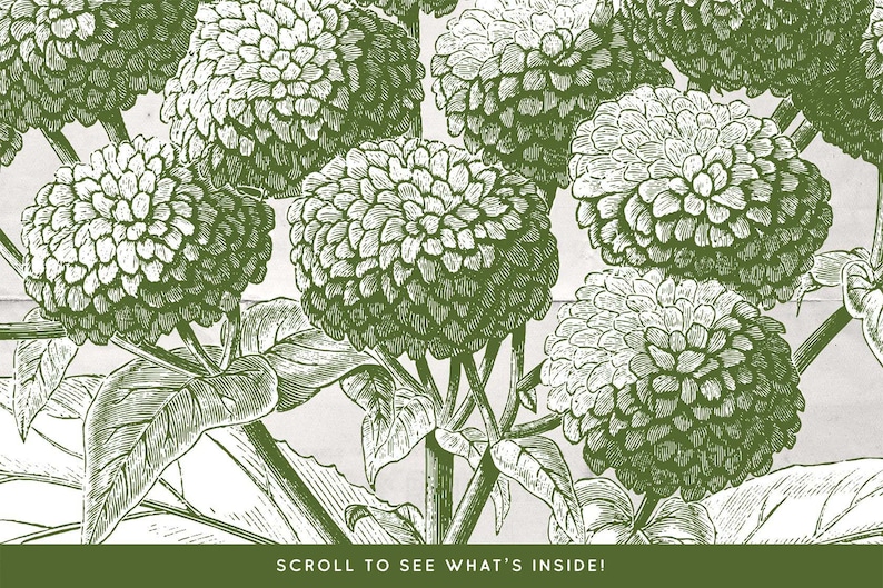 70 Fruit /& Flower Illustrations No.3 Vector and Isolated PNG Images Included! - Perfect for Scrapbooking Crafts...