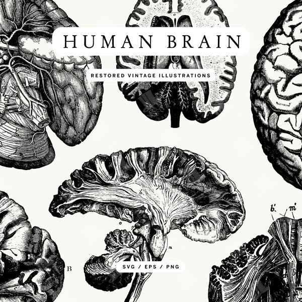 Isolated PNG Human Brain Lineart Illustrations - Anatomy Clipart (Vector also included!)