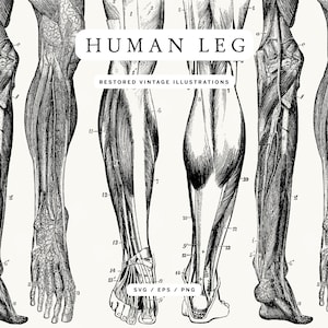 Set of Human Leg Clipart - Anatomy Illustrations in PNG, SVG, and EPS Image Formats