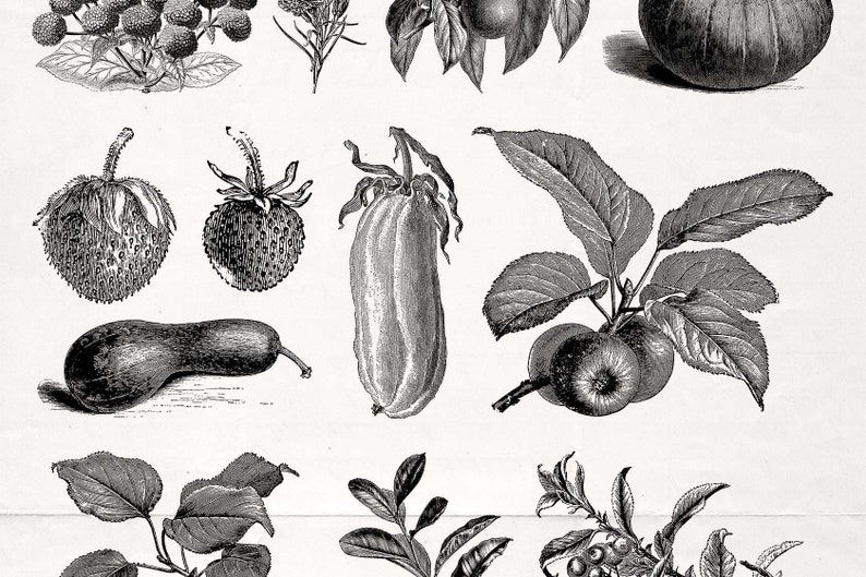 70 Fruit /& Flower Illustrations No.3 Vector and Isolated PNG Images Included! - Perfect for Scrapbooking Crafts...