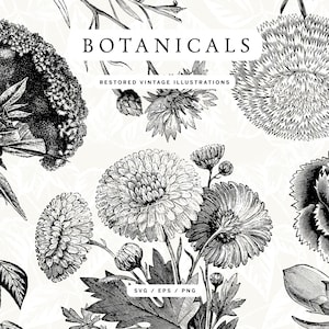 Botanical Flowers and Plant Line Art Illustration Pack - SVG, EPS, and PNG Formats