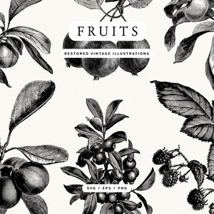 Ilustraciones SVG de frutas antiguas: también se incluyen formatos EPS y PNG: frambuesas, ciruelas, manzanas y más