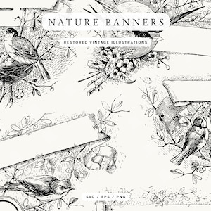 Banners inspirados na natureza vintage e ilustrações isoladas em pergaminho (formatos PNG, SVG e EPS)