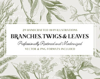 Branches and Leaves Vintage Line Art Illustration Pack, Antique Botanical Clipart, Old  Nature Engravings (Vol.1)