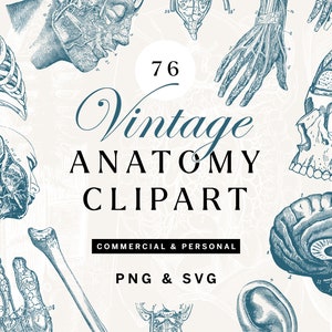 Anatomie en skelet PNG clipart bundel, vintage schedel SVG-illustraties, menselijk lichaam lineart, antieke overlays