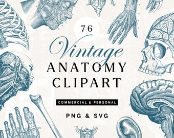 Anatomy and Skeleton PNG Clipart Bundle,  Vintage Skull SVG Illustrations, Human Body Lineart, Antique Overlays
