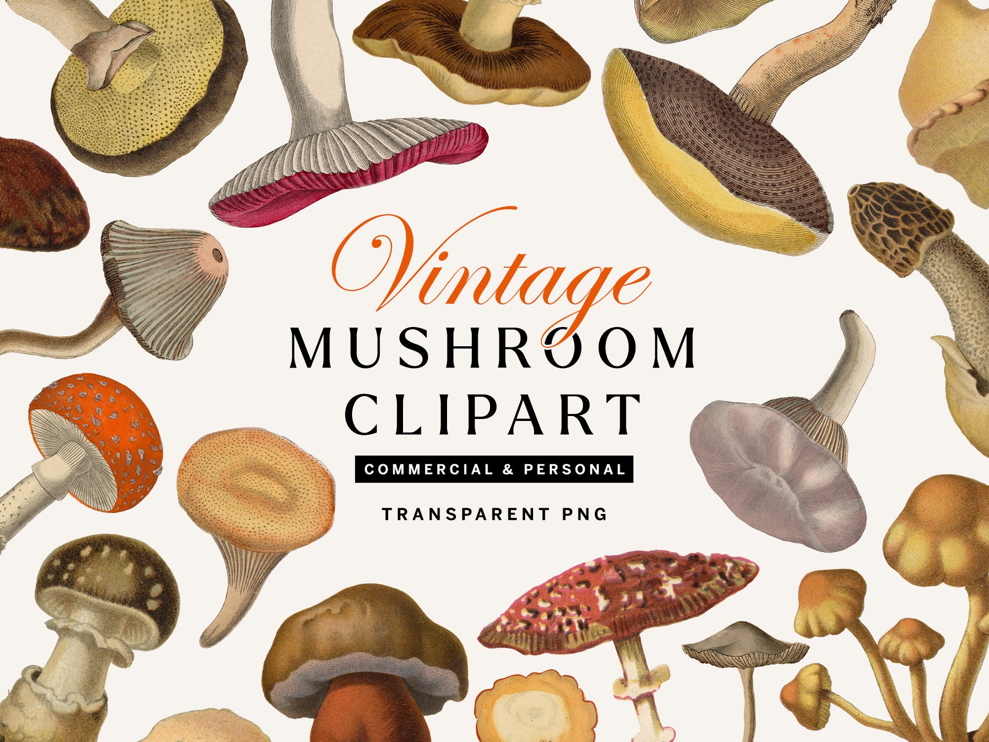 Vintage Mushroom PNG Clipart, Transparent PNG Mushroom Illustrations, Set of 42