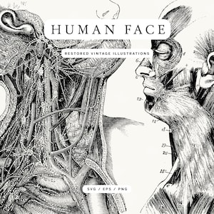 Isolated Human Head Line Art - Anatomy Illustrations in PNG, SVG, and EPS Image Formats