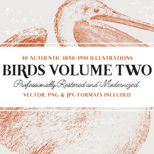 30 Vector Bird Illustrations (Vector, JPG and PNG Included!) - Handcraft Lineart - Perfect for Scrapbooking, Crafts...