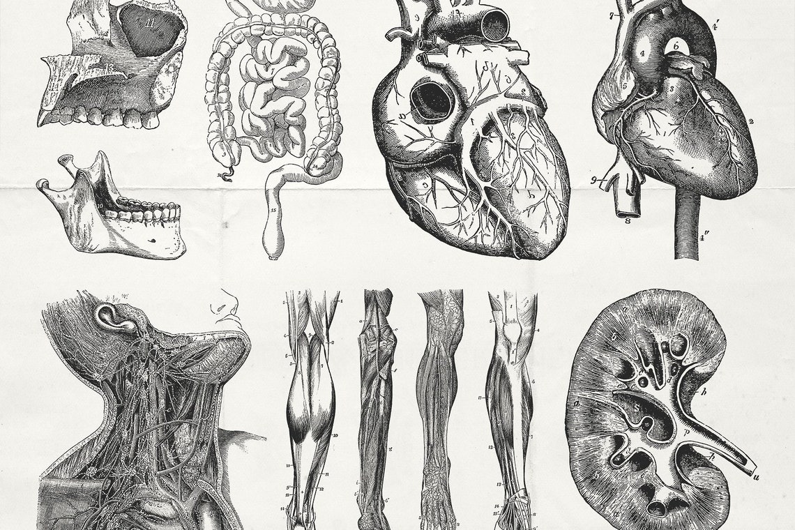 42 Mejores Imagenes De Anatomy En 2020 Dibujo Anatomia Humana Images
