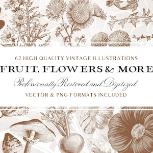 62 ilustraciones de frutas y flores n.º 4 (¡imágenes PNG vectoriales y aisladas incluidas!) - Perfecto para álbumes de recortes, manualidades...