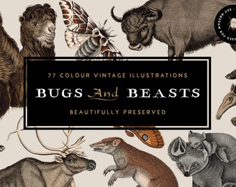 Wild Animal Vintage PNG Clipart Graphics Pack - High Resolution Mammals, Insects, Bugs and More