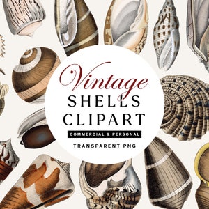 Vintage Shell PNG Clipart, Transparent PNG Seaside Illustrations, Set of 27, Volume 3 of 3