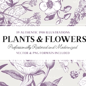 植物の線画イラスト、ベクターおよび PNG 植物デザイン、花の線画グラフィック第 3 巻