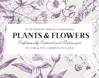 Plant Line Art Illustrations, Vector and PNG Botanical Designs, Floral Lineart Graphics Volume 3