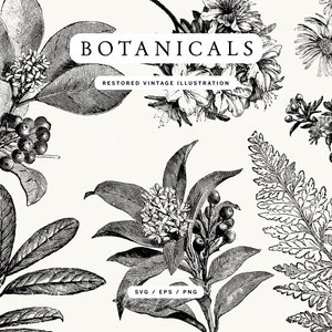 Antique Engraved Flowers and Plants Lineart Pack - SVG, EPS, and PNG Formats