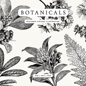 Lineart-pakket met antieke gegraveerde bloemen en planten - vector- en png-bestandsindelingen