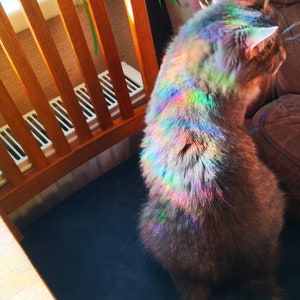 May include: A brown cat with a rainbow-coloured sheen on its fur, sitting on a brown sofa. The cat is looking to the right of the image.