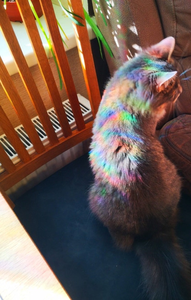 May include: A brown cat with a rainbow-coloured sheen on its fur, sitting on a brown sofa. The cat is looking to the right of the image.