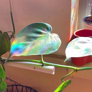 May include: A houseplant with heart-shaped leaves, one of which is illuminated by a rainbow of light from a nearby window. The plant is growing up a white pipe.
