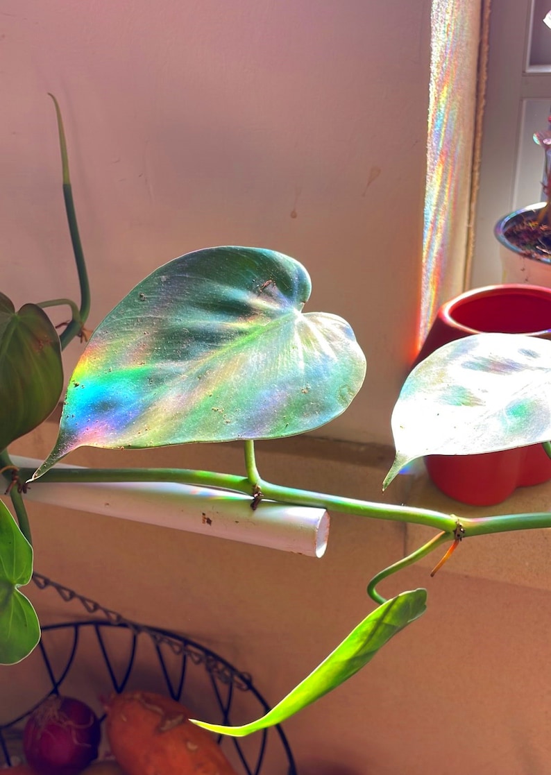 May include: A houseplant with heart-shaped leaves, one of which is illuminated by a rainbow of light from a nearby window. The plant is growing up a white pipe.